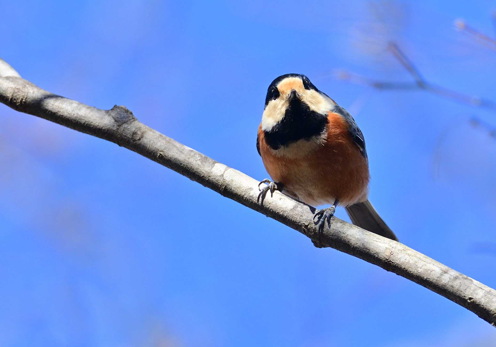 Varied Tit