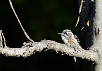 Sun, 1/29/2023 Birding report at 楽山公園(山梨県都留市)