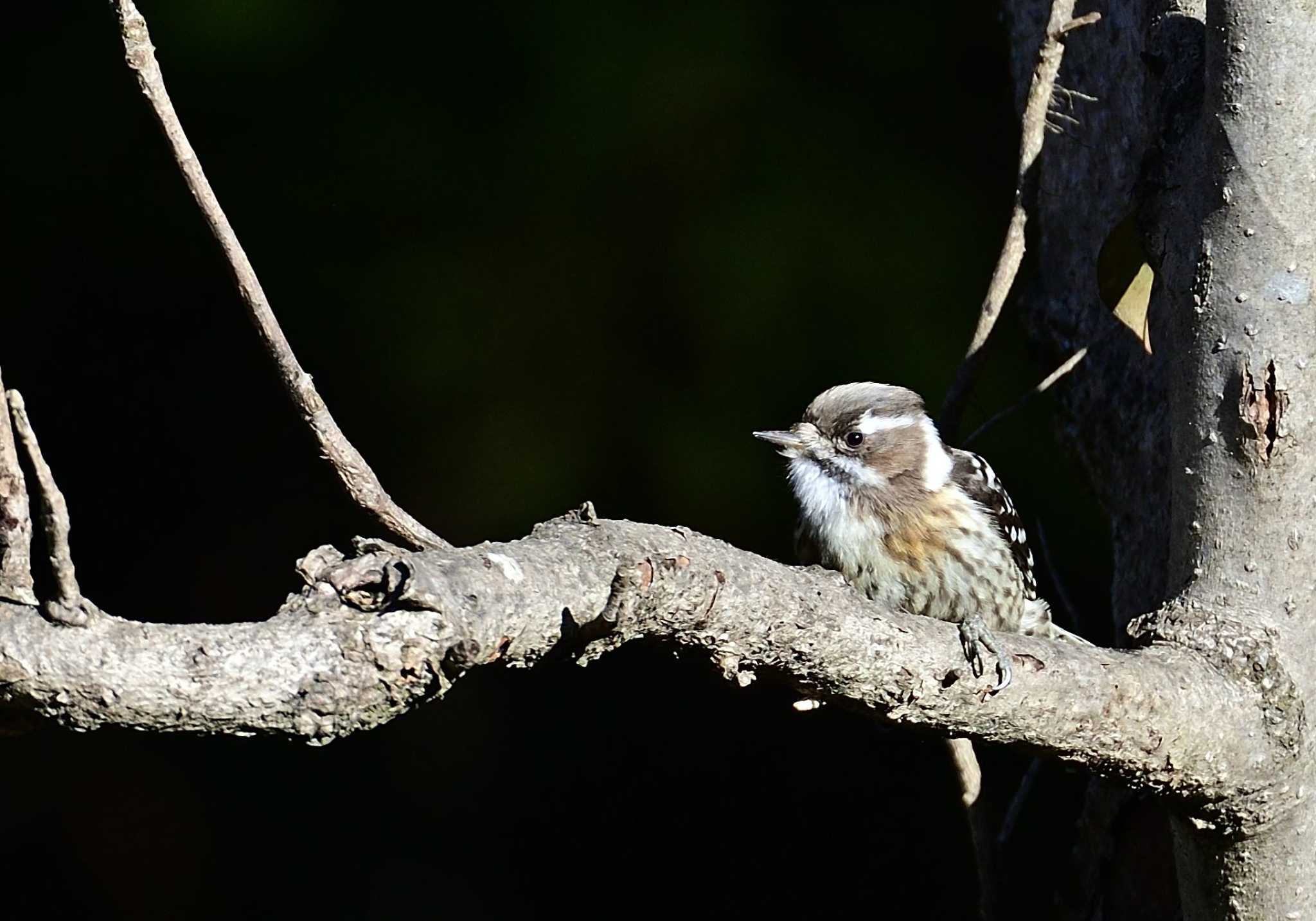 Japanese Pygmy Woodpecker