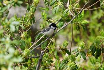 Japanese Tit 長等公園 Sun, 4/8/2018