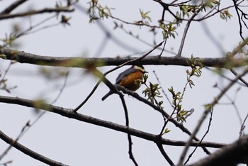 Sun, 4/8/2018 Birding report at 長等公園