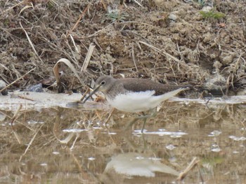 Green Sandpiper 日進市 Sun, 1/29/2023