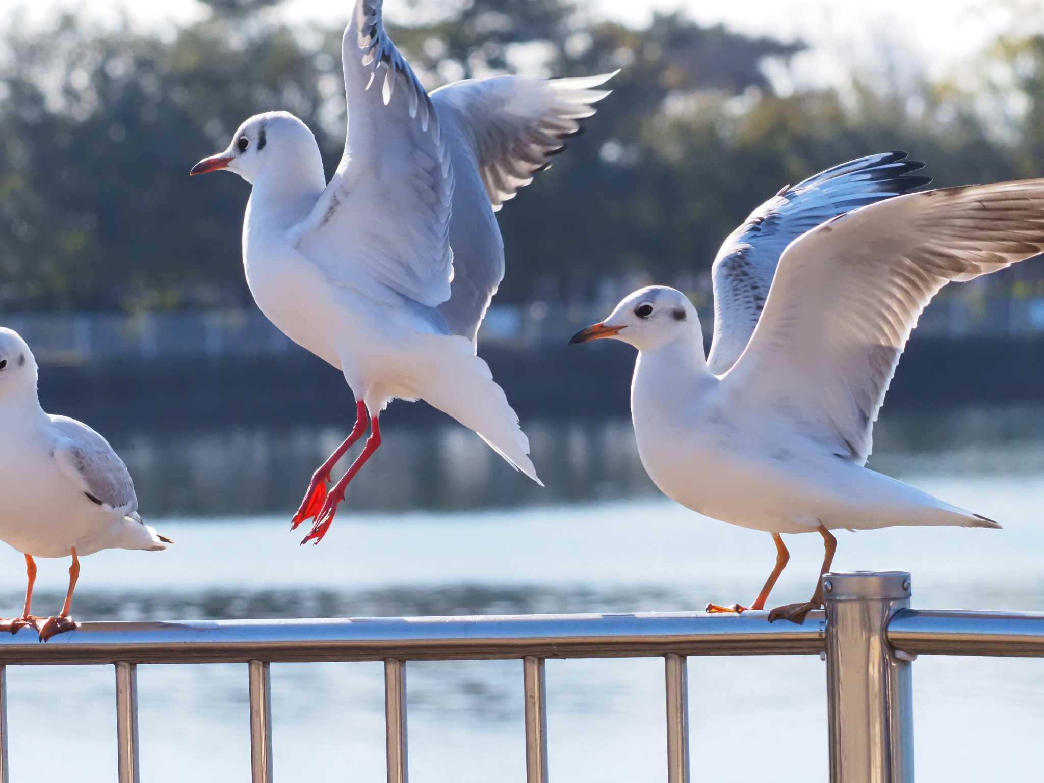 昆陽池公園 ユリカモメの写真