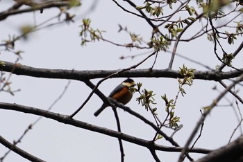 ヤマガラ 長等公園 2018年4月8日(日)