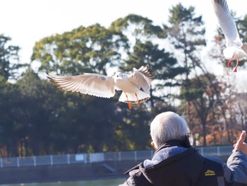 ユリカモメ 昆陽池公園 2023年1月29日(日)