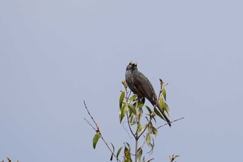 Brown-eared Bulbul 長等公園 Sun, 4/8/2018