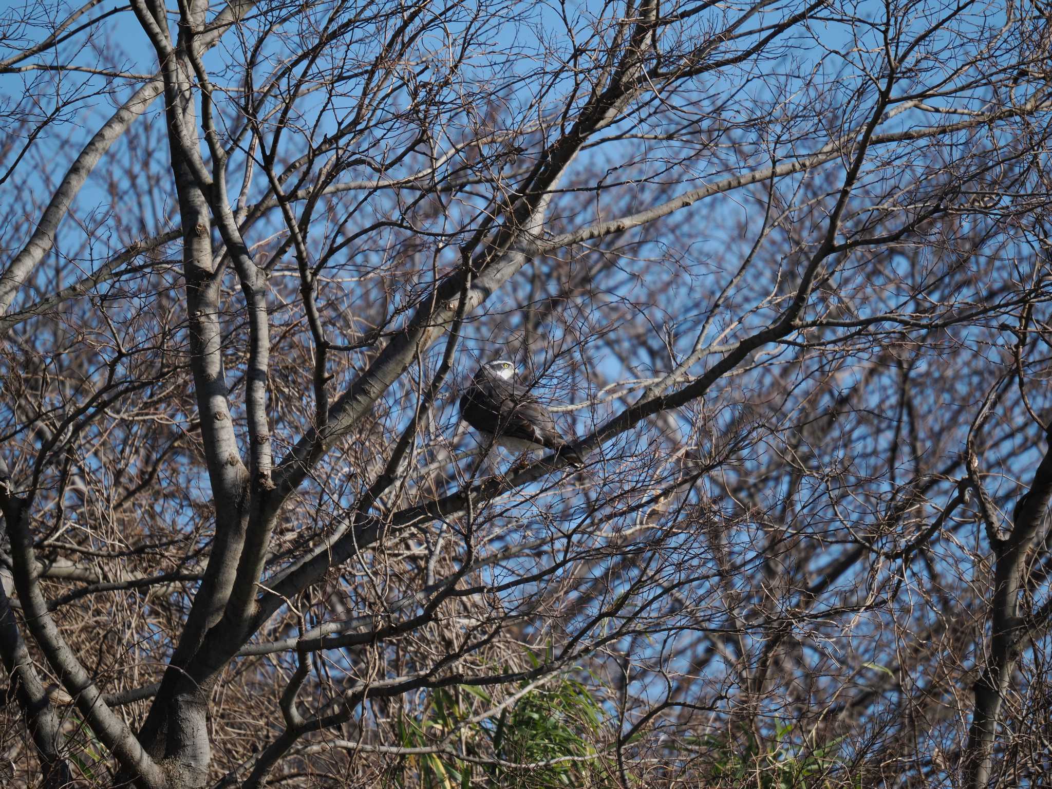 焼津市瀬戸川 オオタカの写真