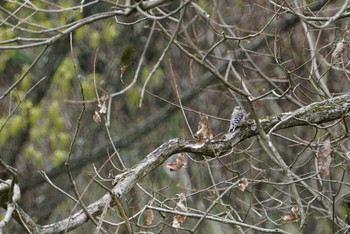 Japanese Pygmy Woodpecker 長等公園 Sun, 4/8/2018