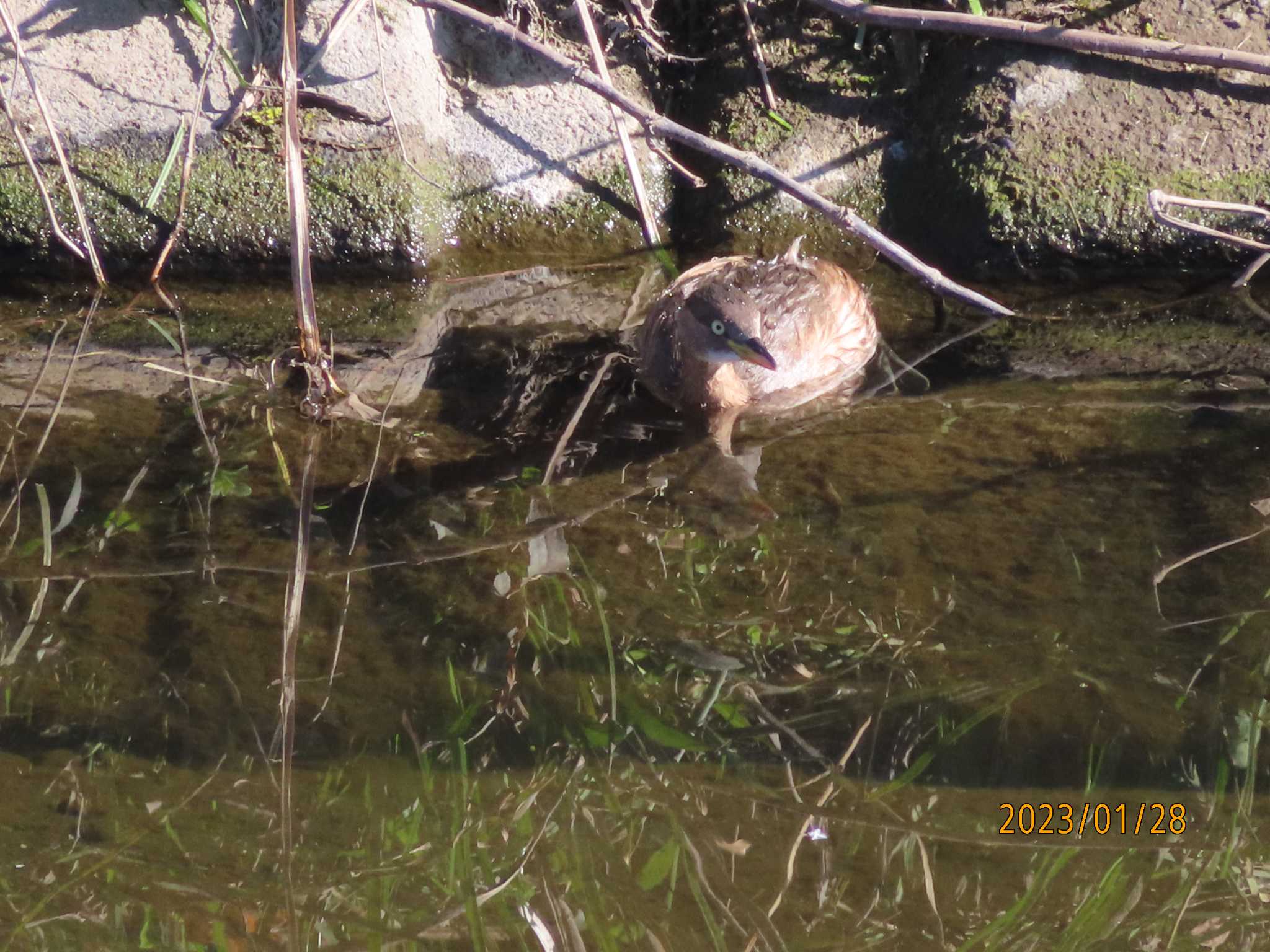 境川 カイツブリの写真