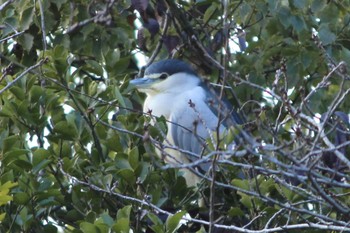 Black-crowned Night Heron 姫路城 Sun, 1/29/2023