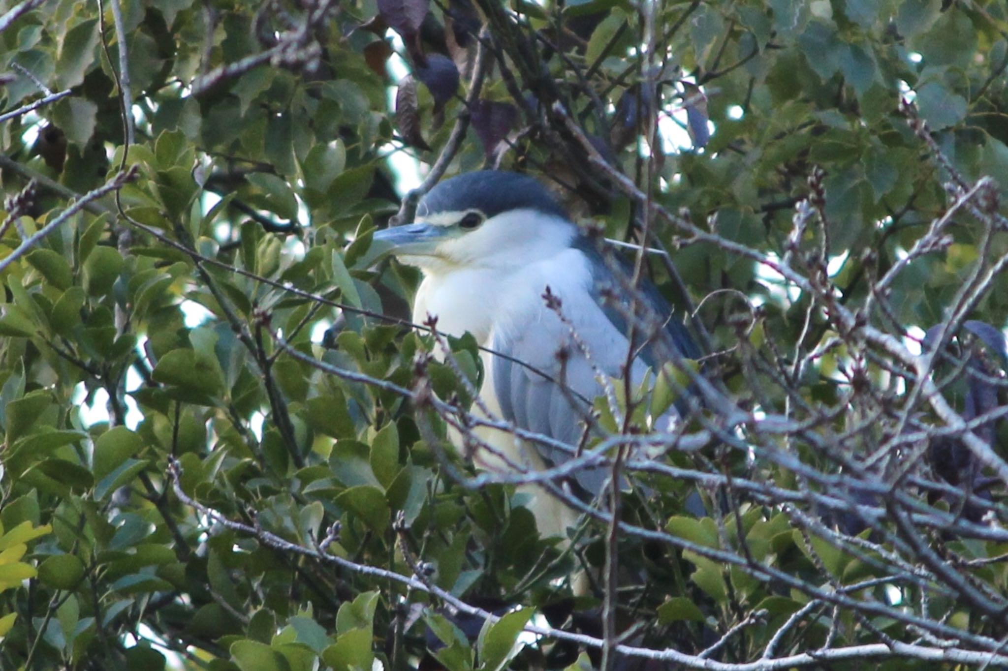 Photo of Black-crowned Night Heron at 姫路城 by Rikaooooo