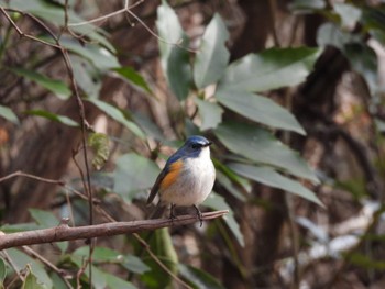 Sun, 1/29/2023 Birding report at くろんど池