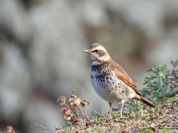 2023年1月29日(日) 姫路城の野鳥観察記録