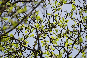 Warbling White-eye 長等公園 Sun, 4/8/2018