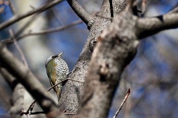 アオゲラ 都立狭山公園 2023年1月29日(日)