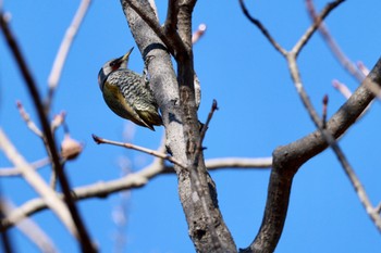 Japanese Green Woodpecker Sayama Park Sun, 1/29/2023