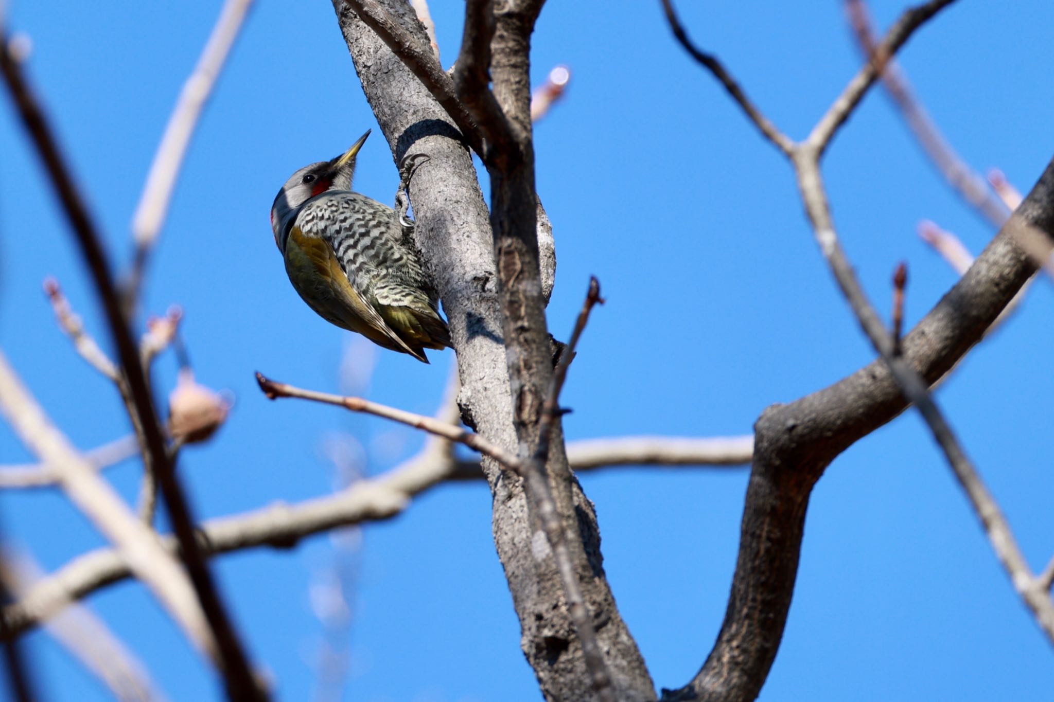 Photo of Japanese Green Woodpecker at Sayama Park by 八丈 鶫
