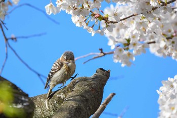 Japanese Pygmy Woodpecker 須賀川牡丹園 Sun, 4/8/2018