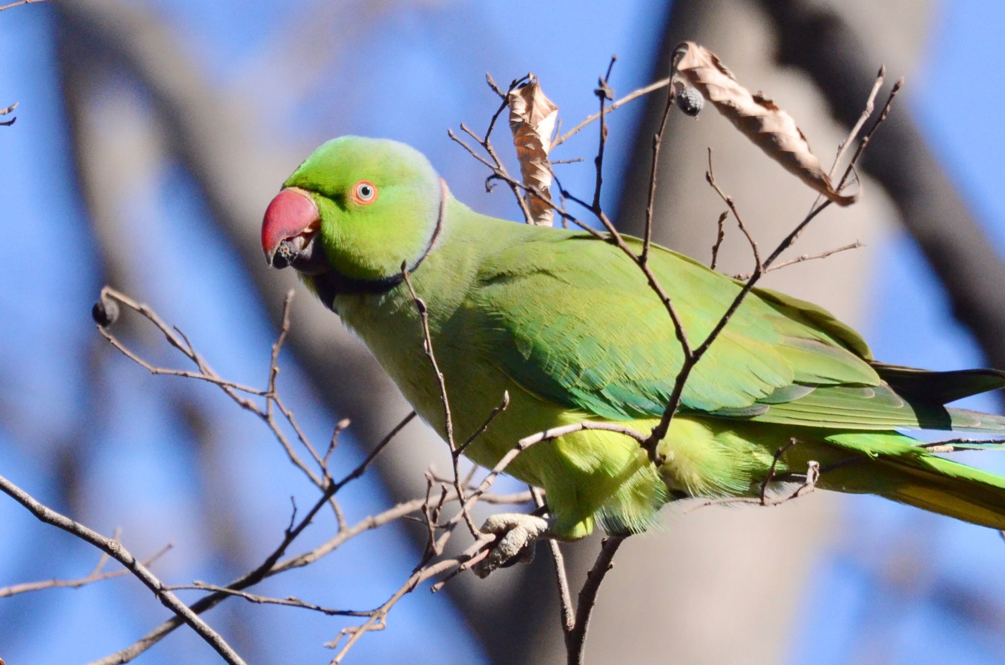 Photo of Indian Rose-necked Parakeet at 和田堀公園 by あらどん