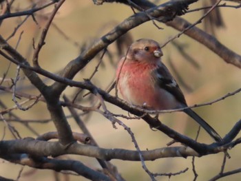 Siberian Long-tailed Rosefinch Mizumoto Park Sun, 1/29/2023