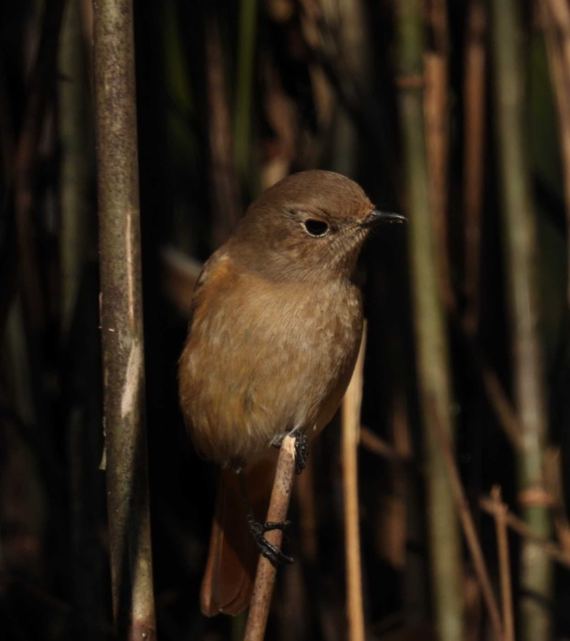 Daurian Redstart