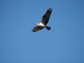 2023年1月29日(日) 葛西臨海公園の野鳥観察記録