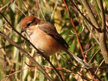 2023年1月29日(日) 地元の野鳥観察記録