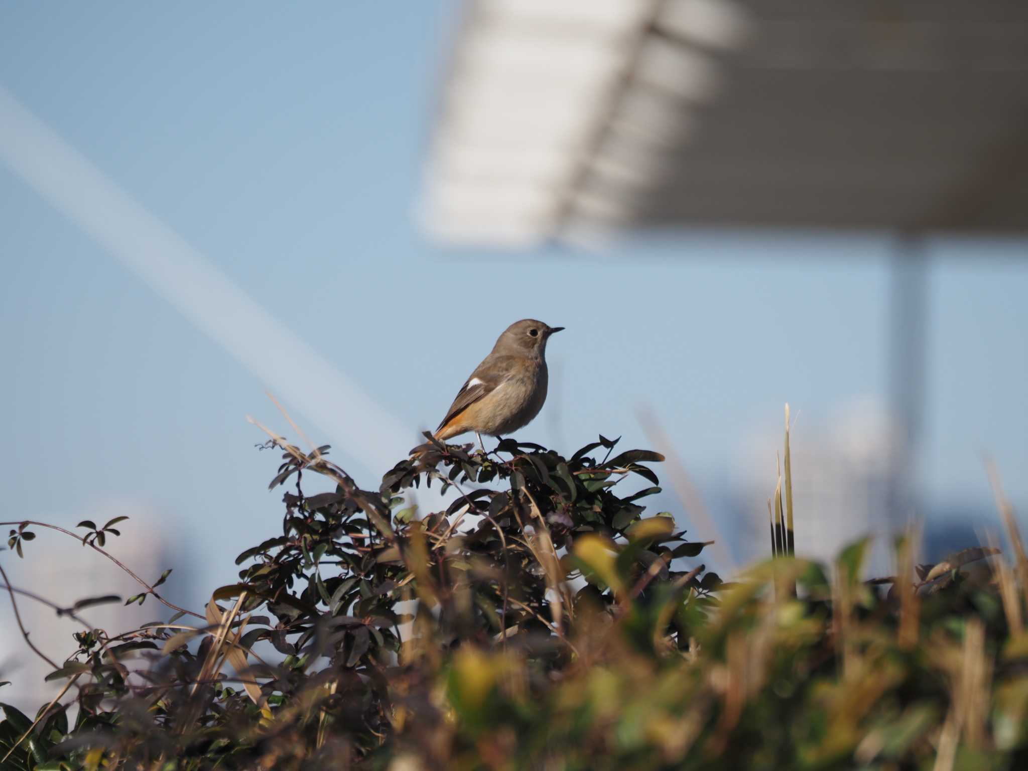 葛西臨海公園 ジョウビタキの写真