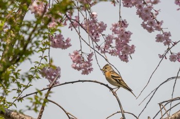 アトリ 明石公園 2018年4月2日(月)