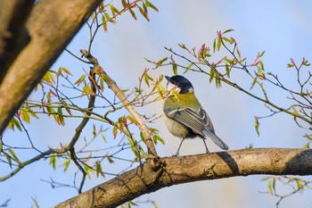 Japanese Tit 須賀川牡丹園 Sun, 4/8/2018