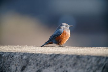 Blue Rock Thrush 男里川 Sun, 1/29/2023