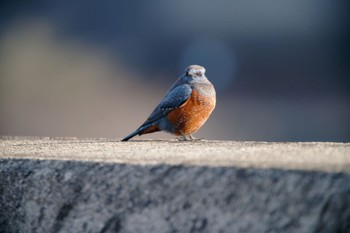 Blue Rock Thrush 男里川 Sun, 1/29/2023