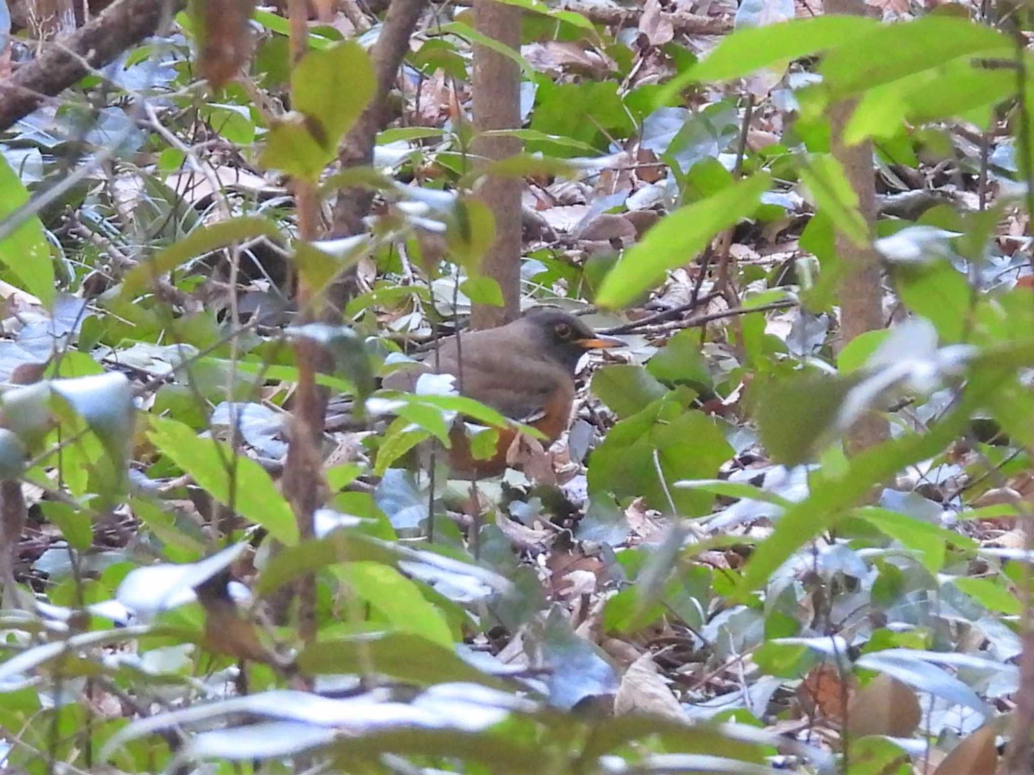 見沼自然公園　アカハラ画像