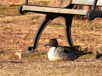 オナガガモ 見沼自然公園 2023年1月29日(日)