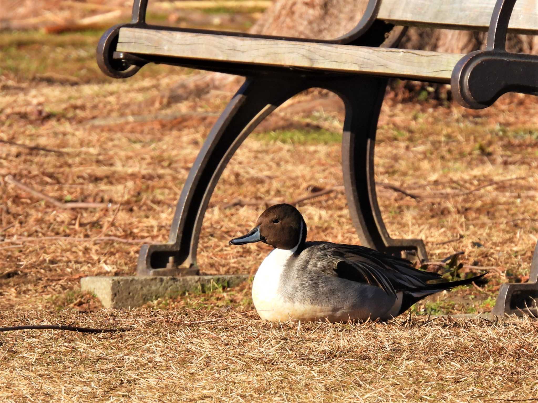 見沼自然公園　オナガガモ画像