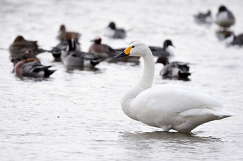 Whooper Swan 福島市親水公園 Sat, 4/7/2018