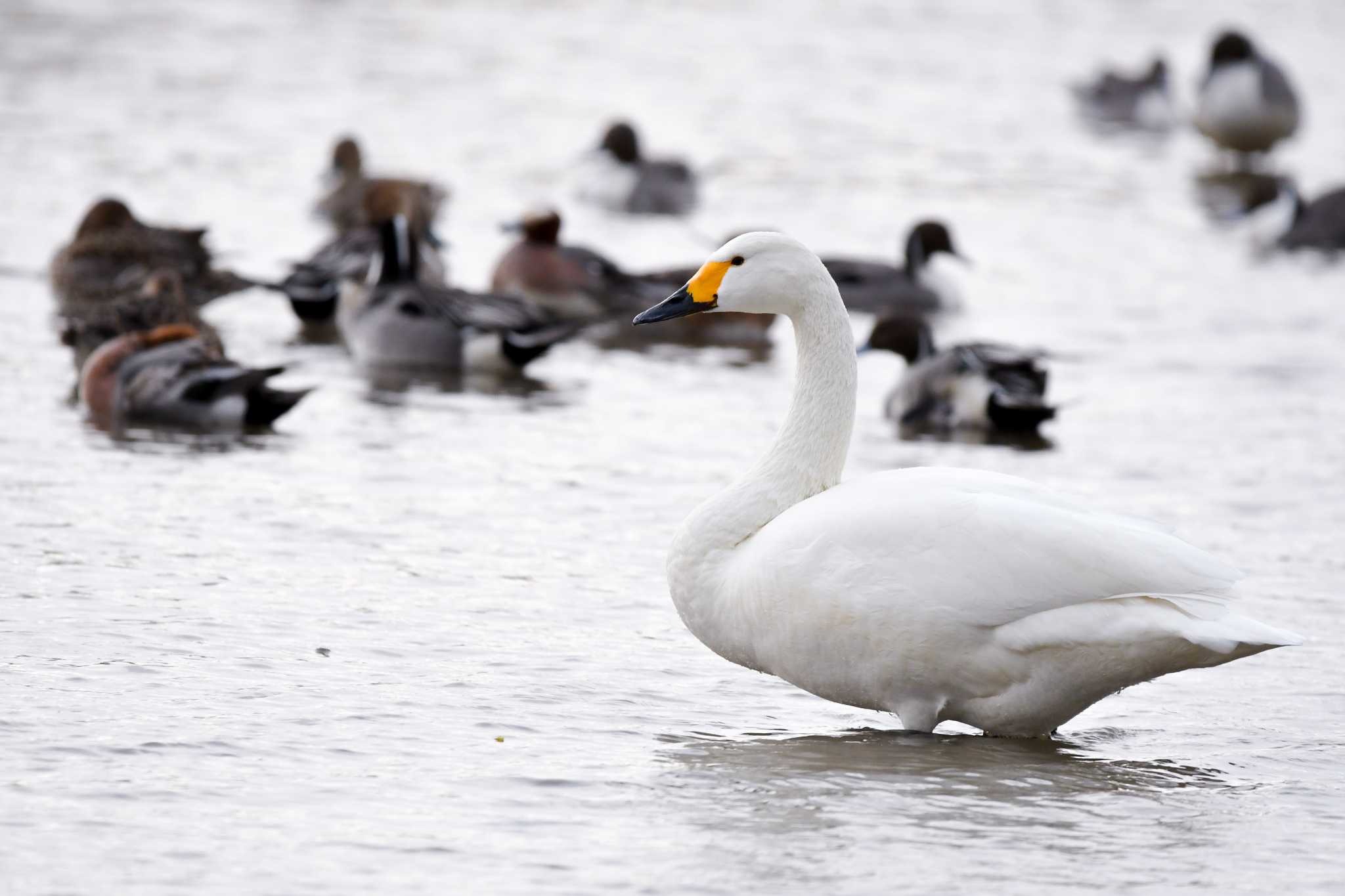 Photo of Whooper Swan at 福島市親水公園 by 024minion