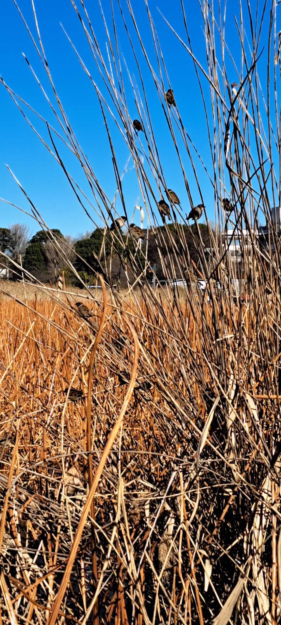 不忍池(上野恩賜公園) スズメの写真