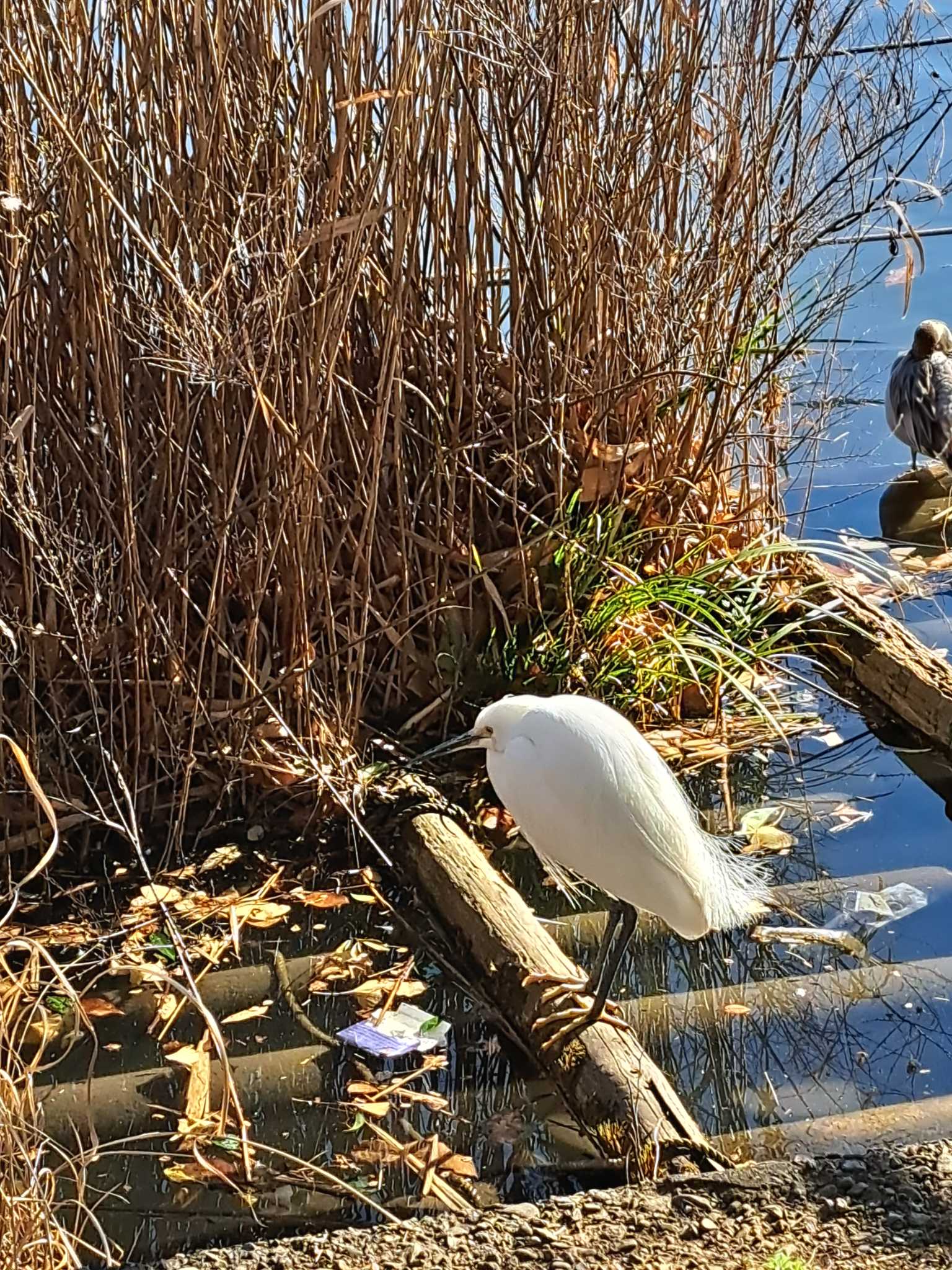 不忍池(上野恩賜公園) コサギの写真