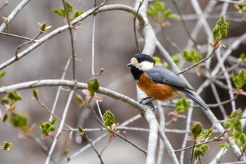 Varied Tit 福島市小鳥の森 Sat, 4/7/2018