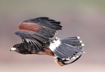 Harris's Hawk 岐阜県 Unknown Date