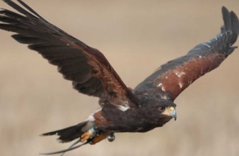 Harris's Hawk 岐阜県 Unknown Date