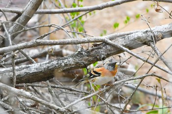 Brambling 福島市小鳥の森 Sat, 4/7/2018