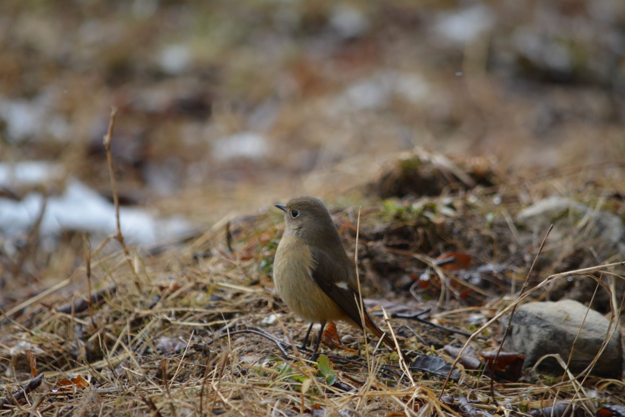 各務野自然遺産の森 ジョウビタキの写真