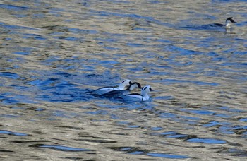 2023年1月29日(日) 北総花の丘公園の野鳥観察記録