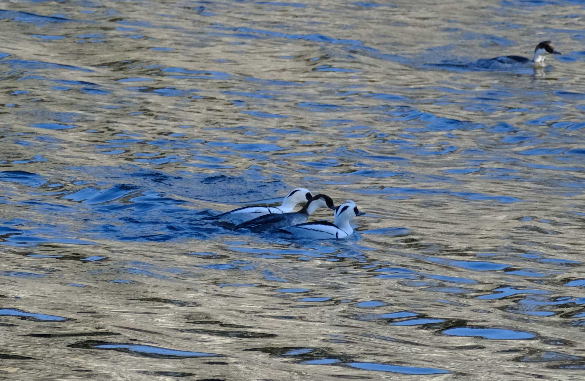 Photo of Smew at 北総花の丘公園 by アカウント11376
