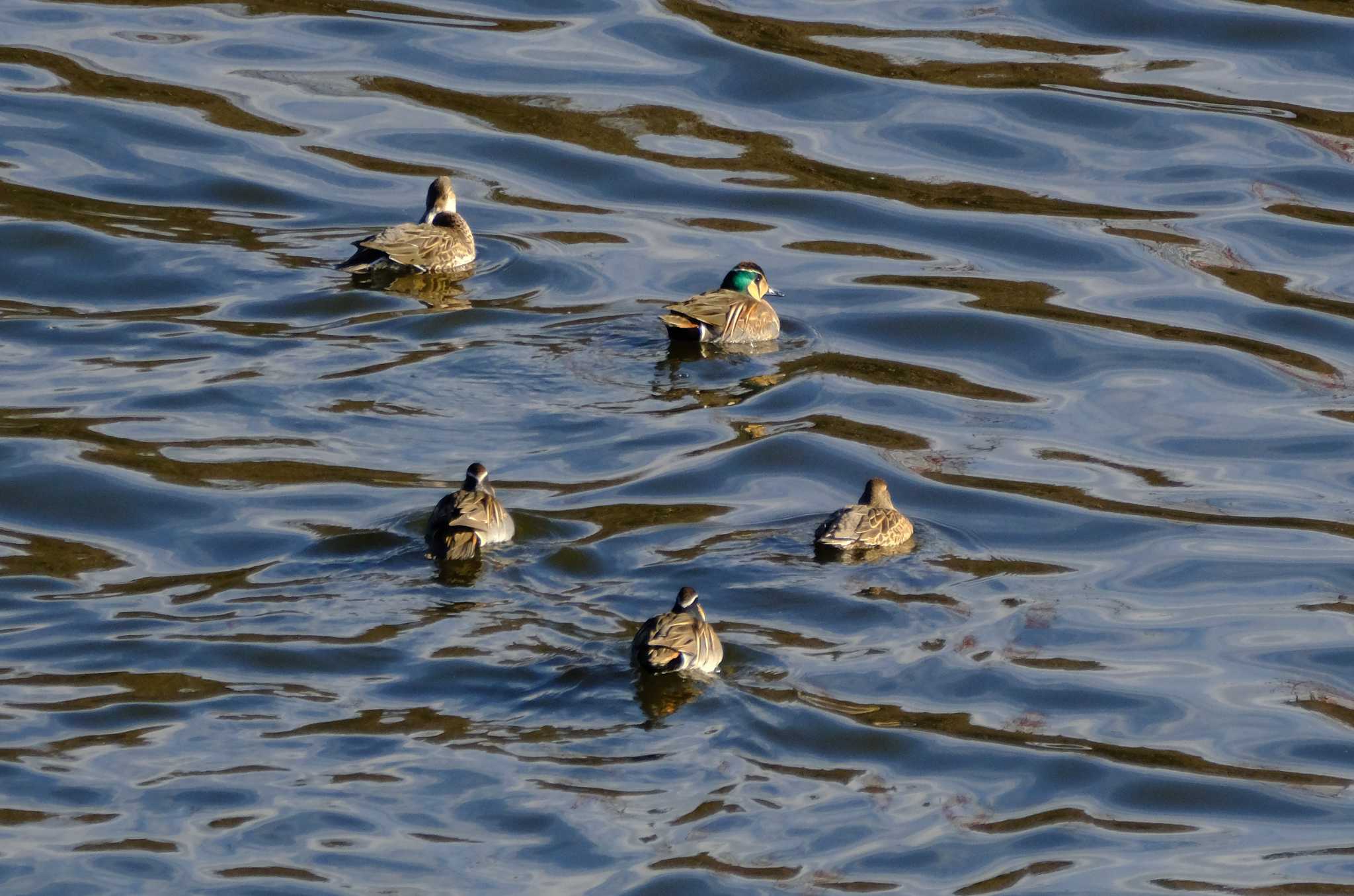 Baikal Teal