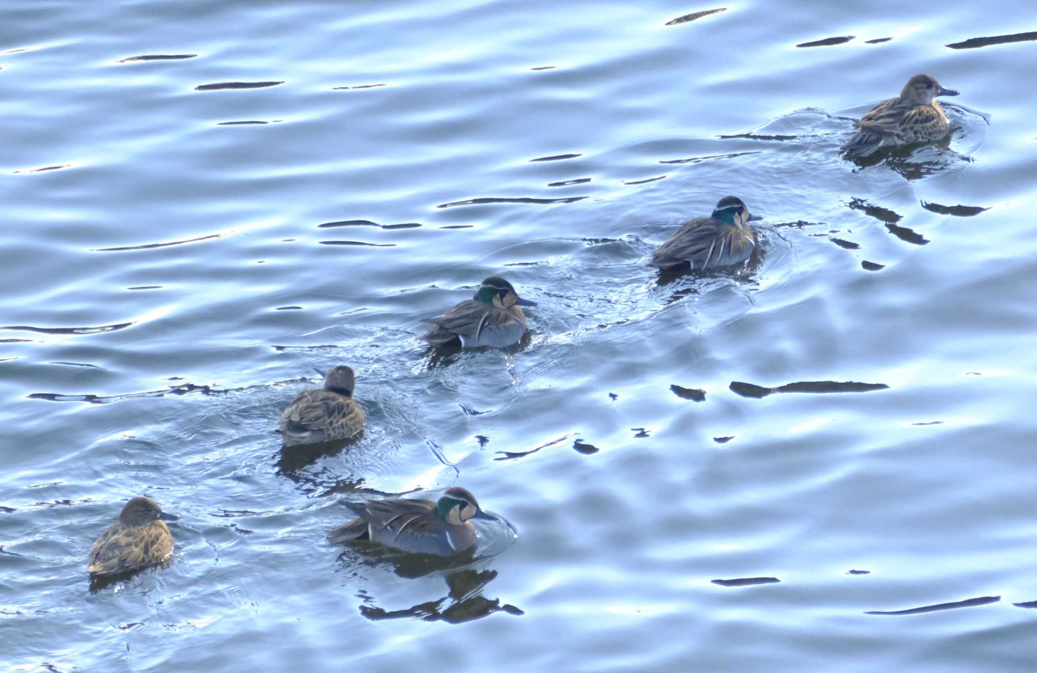 Baikal Teal