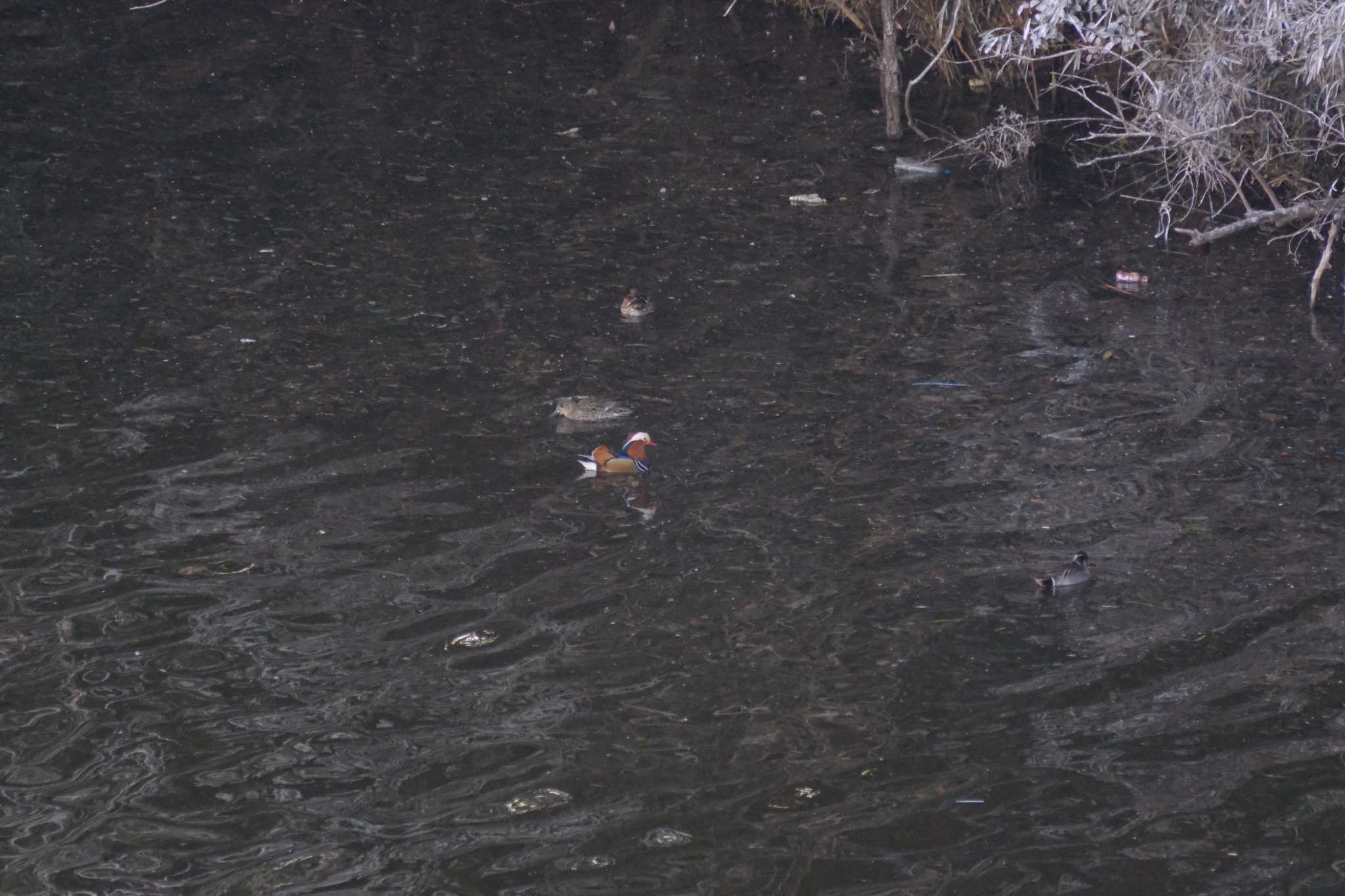 Mandarin Duck