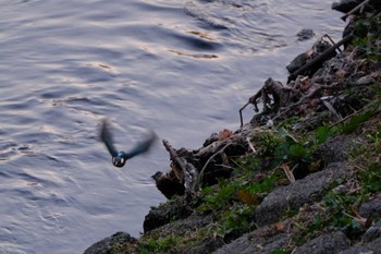 Sun, 1/29/2023 Birding report at 千葉県松戸市国分川